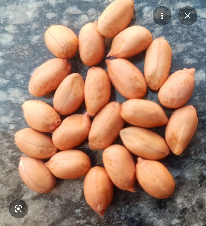 મગફડી આપ વાની છે  સસ્તામાં
