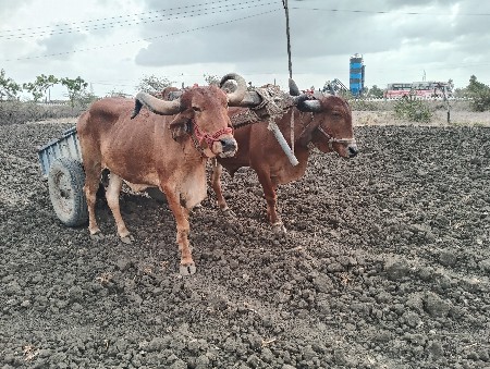 ચૌહાણ વજુભાઈ 
9904335394