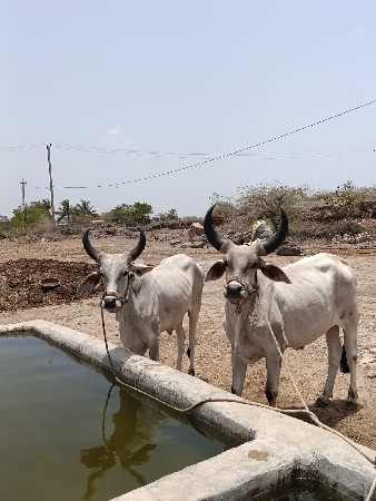 ગોધલા વેચવા છે