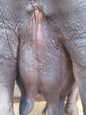 ભેંસ વેચવાની છે