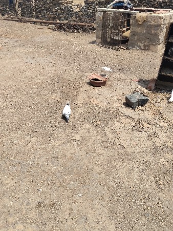 ૯ નંગ છે ૩૦૦