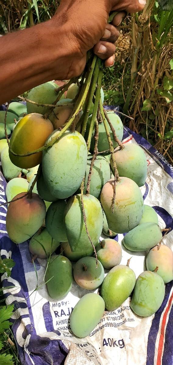 barda ni prkhiyat kesar mango