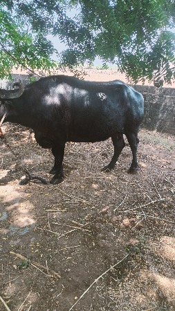 આ ભેંશ વેશવાની છે