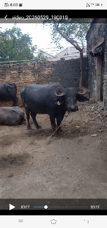 ભેસ વસવા નિ છે
