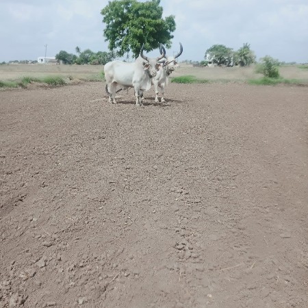 બળદ વેચવાના છે.