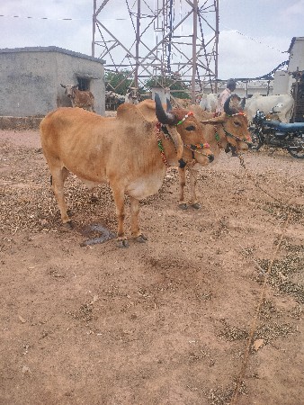 બળદ વેચવાના છે