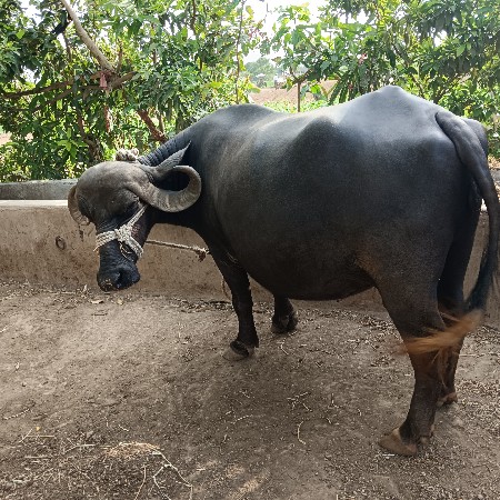ખડેલી