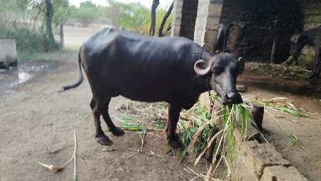 ભેંસ વેચવાની છે