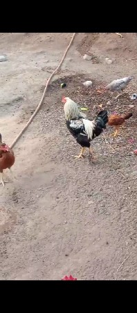 મુરઘો વેચવાનો છે