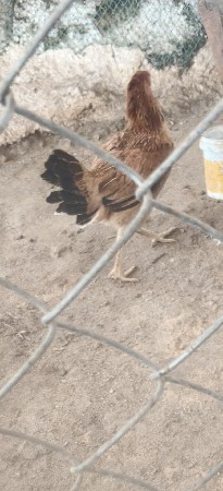 મુરઘી ખુણક છે
