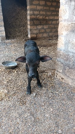 ભેંસ વેચવાની છે