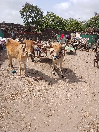કોટડા વેચવાના છે સાવ સોજા છે સાવ સ