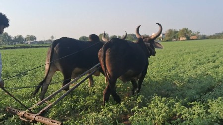 બળદ વેચ વા ના છે