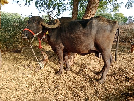 ભેંસ વેચવાની છે