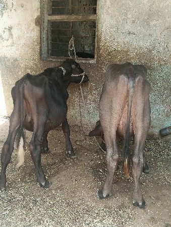 બે પાડા વેચવાના છે