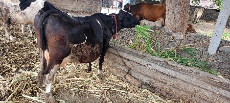 ગાય જર્સી ૪ વેંતર