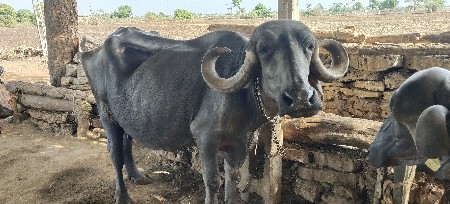 શીષક