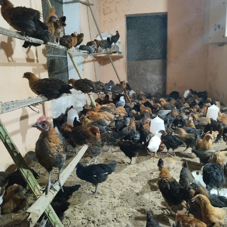 દેસી, મૂરઘા60દીવસ.