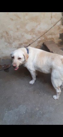 લેબરા ફિમેલ વેચવાની છે