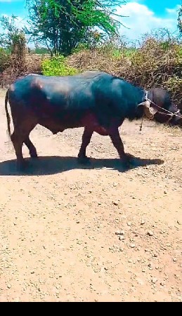 આ પાડો વેચવાનો છે