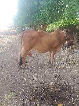 ગાયવેશવાનીછે