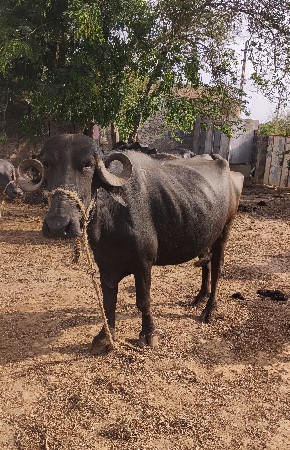 ખડેલૂ