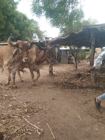 વેચવાના બળદ