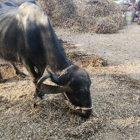 ભેંસ વેચવાની છે