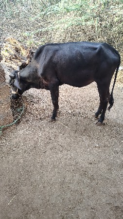 જલસી વાછડી વેચવાની છે