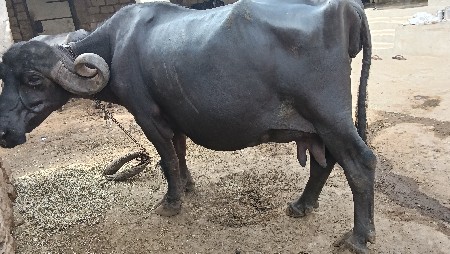 ભેંશ વેચવાની છે