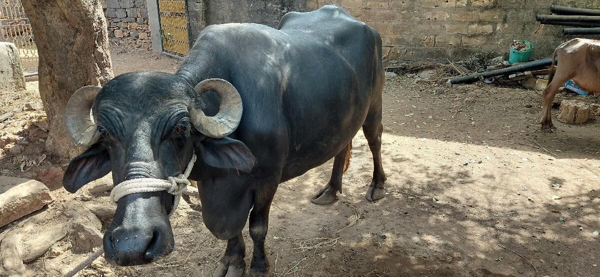બીજું વેતર
