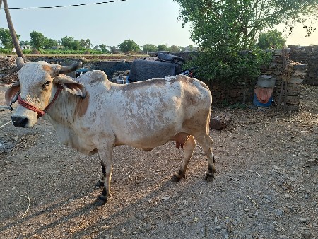 ગાય વેસવાની સે