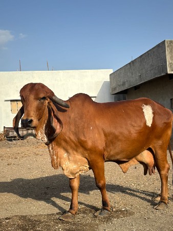 ગીર ગાય વેચવાની છે