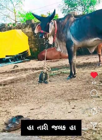 હોળીકી વેચવાની છે