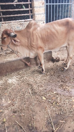 હોડકુ વેચવાનુ છે