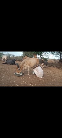 ગાય વેચવાની છે 1 મયનાની વાયણલ   છે
