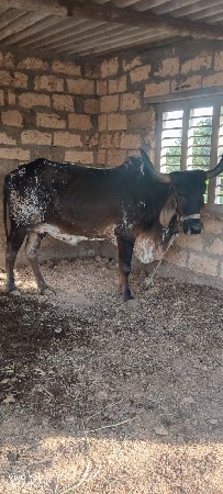 ગાય વેચવાની છે