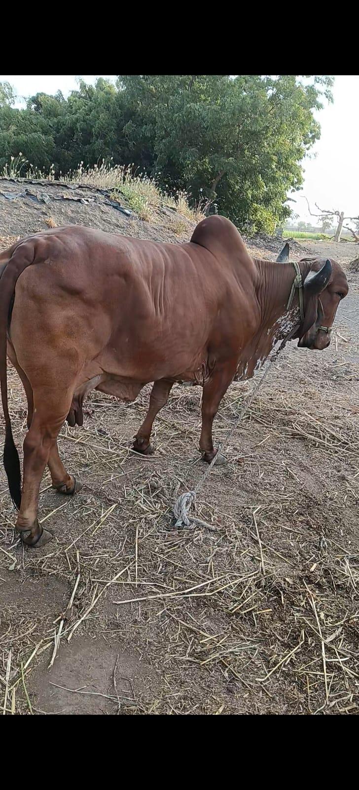 ગીર ગાય વેચવાની છે. સાવ સોજી ત્રીજુ વેતર