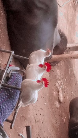 મુસ્તાક ભાઈ દેવગઢ