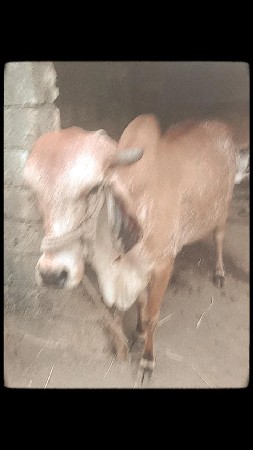ગાય કાબરી વેચવાની છે