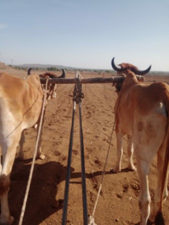 ગોઢલા વેસવાના