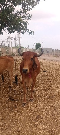 વેચવાની છે