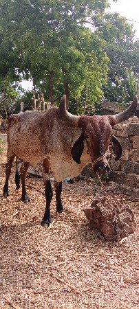 દેશી જરસી