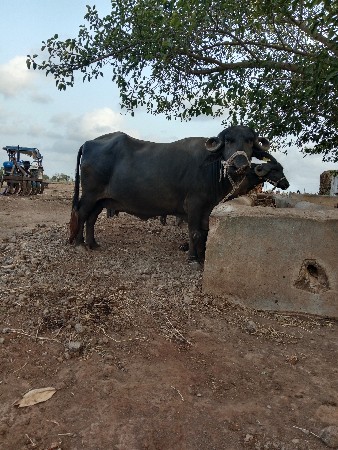 2 bhesu vechvani se