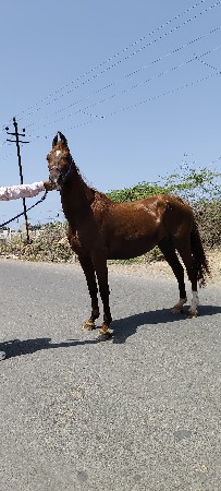 ઘોડી વેચવાની છે