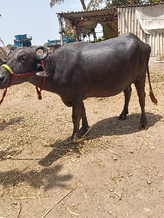 ખડેલી વેચવાને