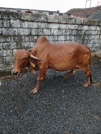 ગાય વેચવાની છે.