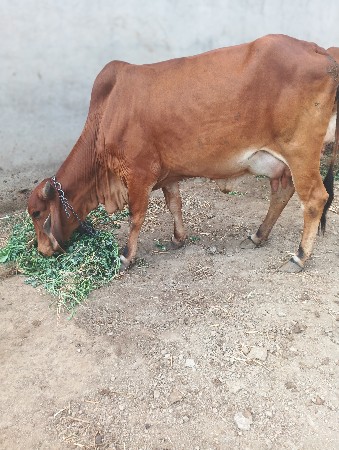 આ 2 ગીર ગાયો વેચવાની છે