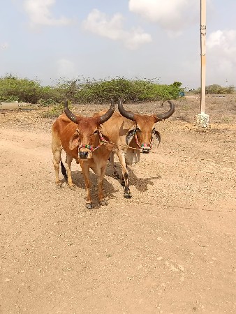બળદ વેચવા ના છે સાવ સોજા છે...
