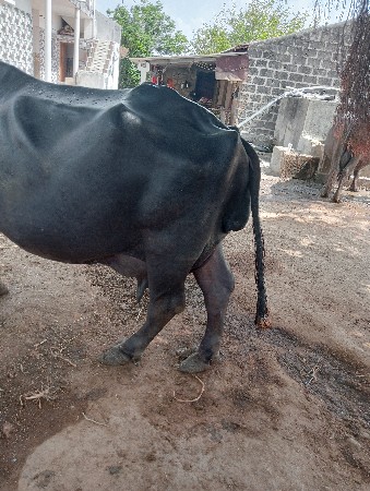 ભેંસ વેચવાની છે.